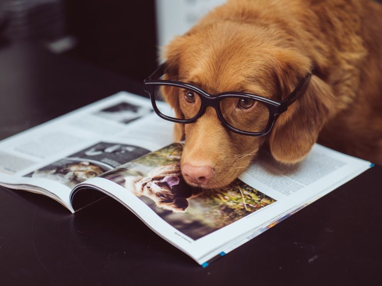 Zwierzaki pomagają nam w pracy. Jakie korzyści niosą ze sobą biura pet friendly?